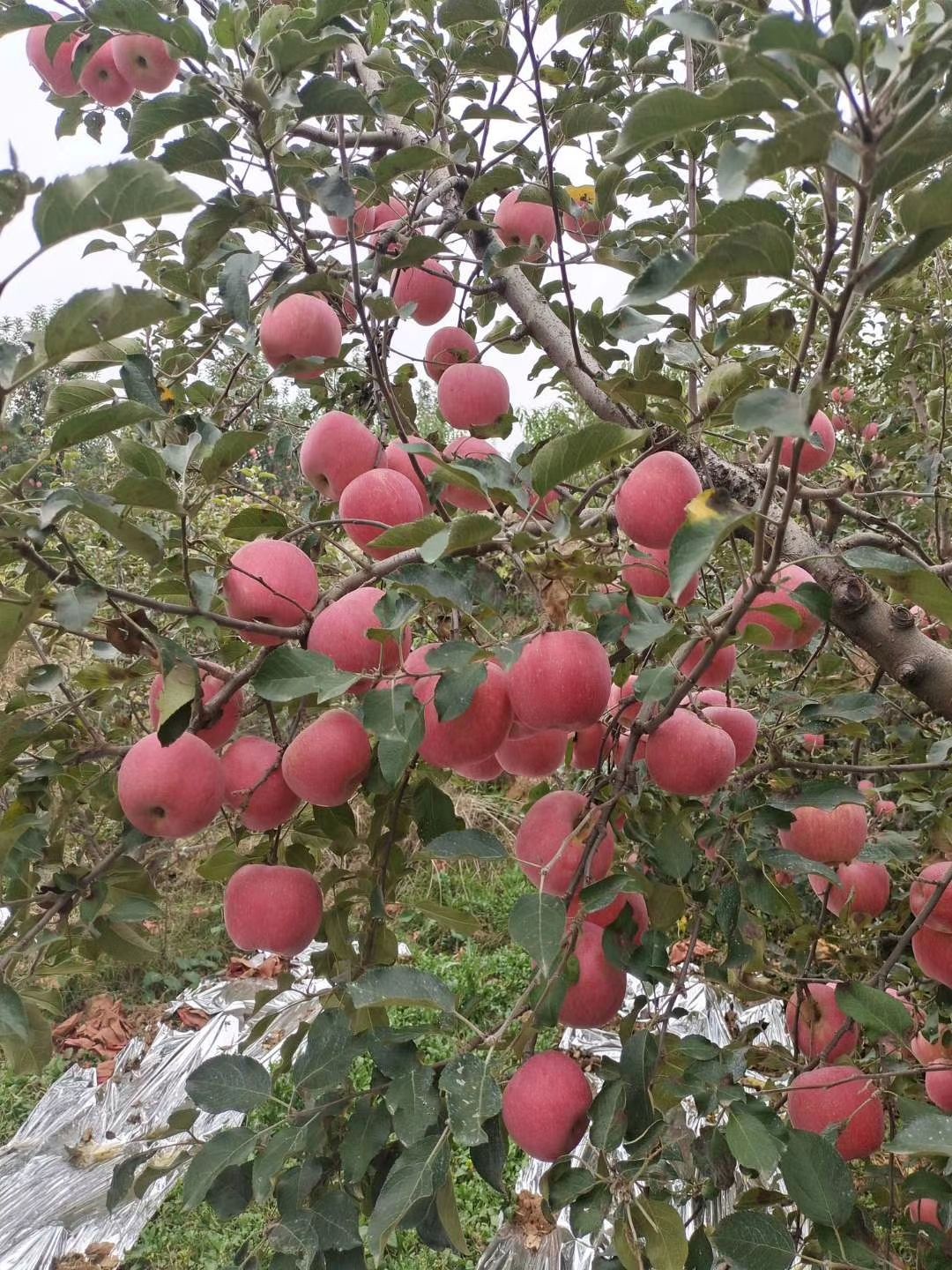 蒙古版苹果免费蒙古电视剧大全