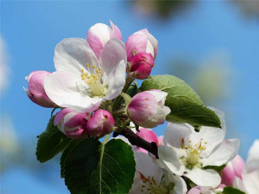 新花开苹果版新苹果app下载-第2张图片-太平洋在线下载