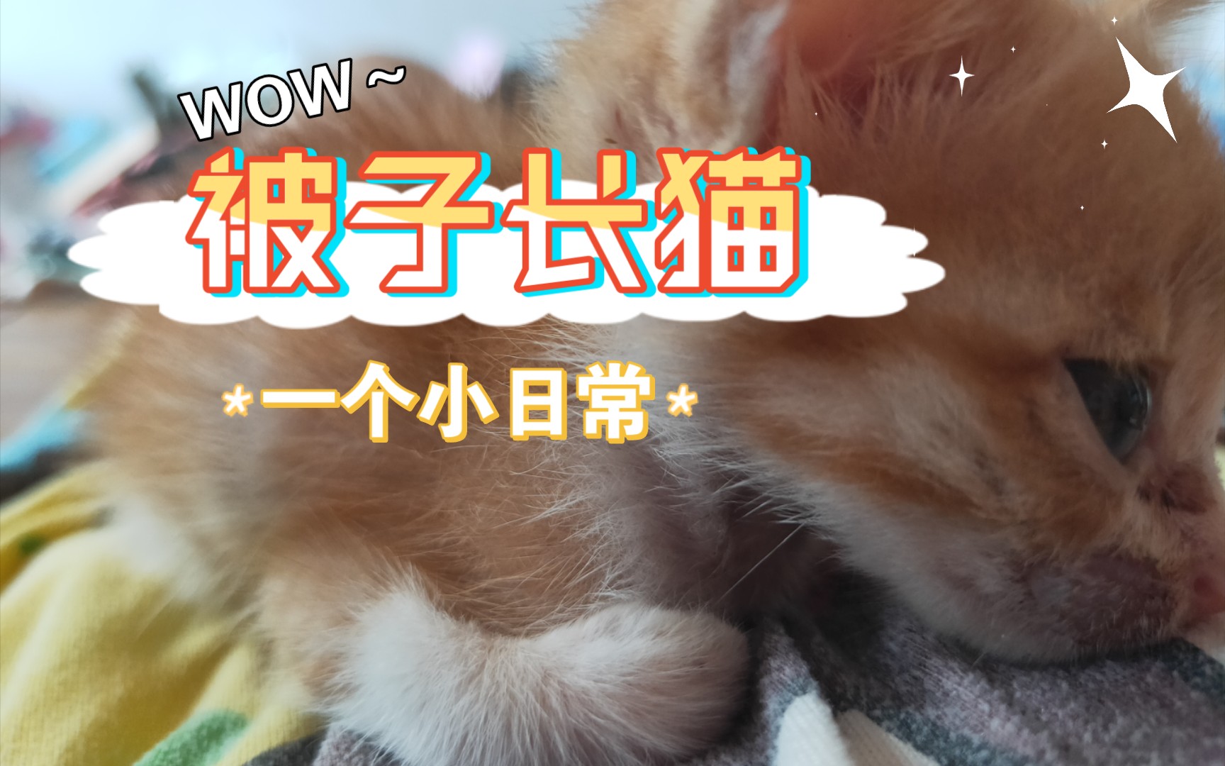 想猫平平客户端闲猫猫管理端下载