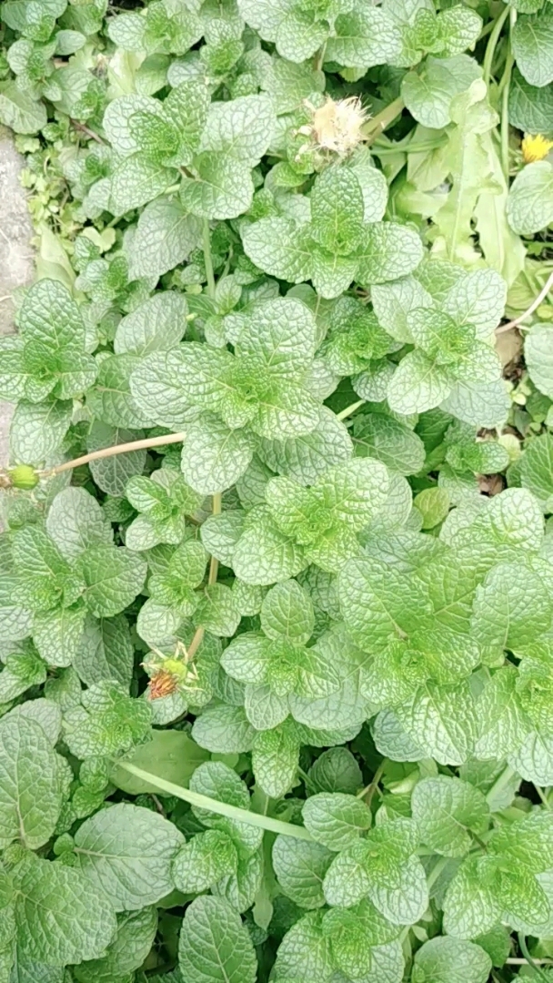 包含香草薄荷下载安卓版的词条