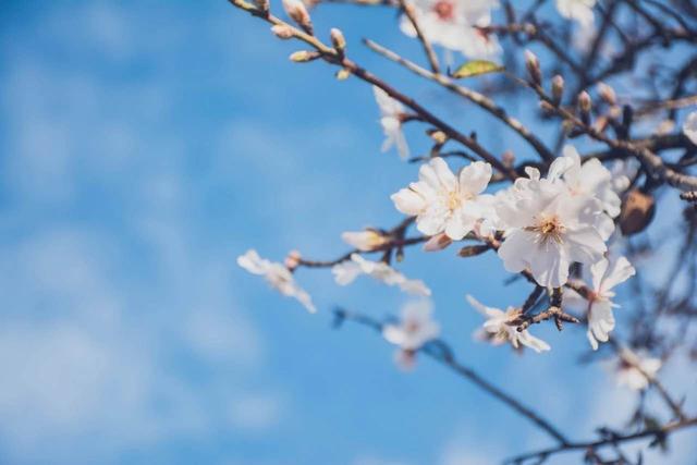 苹果版枝聊苹果app官网下载