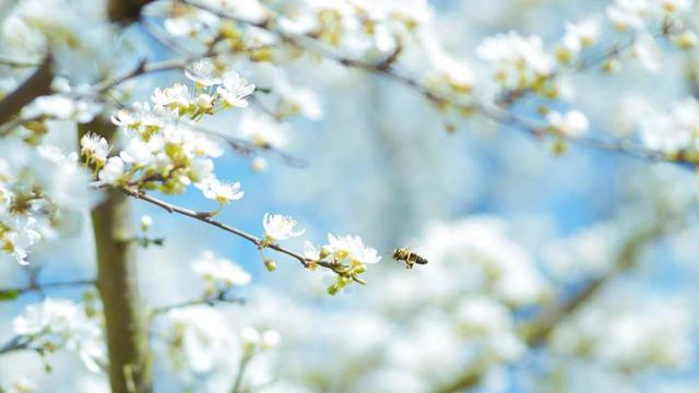 苹果版枝聊苹果app官网下载-第5张图片-太平洋在线下载