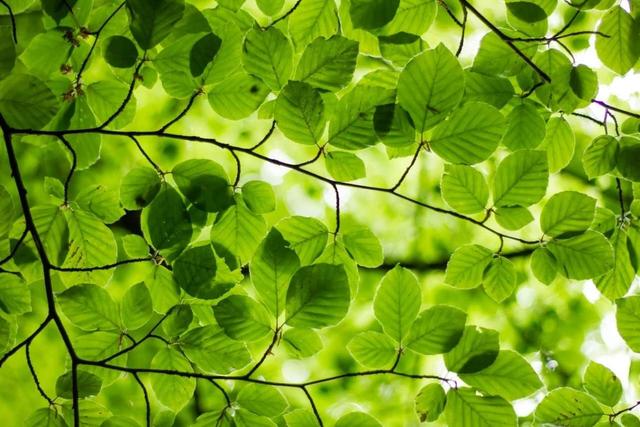 苹果版枝聊苹果app官网下载-第7张图片-太平洋在线下载