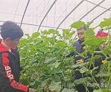黄瓜客户端目录我的世界黄瓜客户端-第2张图片-太平洋在线下载