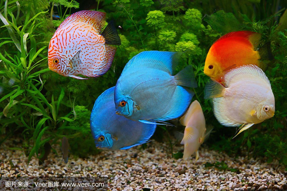 南美水族客户端南美水族论坛官方下载